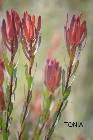 Leukedendrons