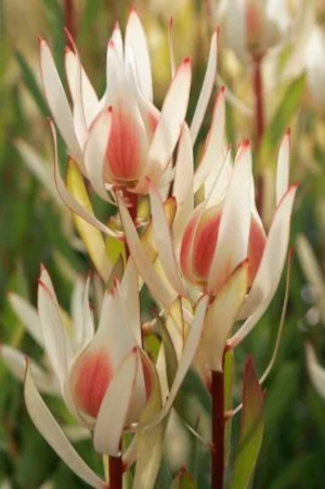 Cream delight Leucadendron