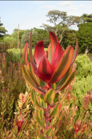 Jester Leucadendron
