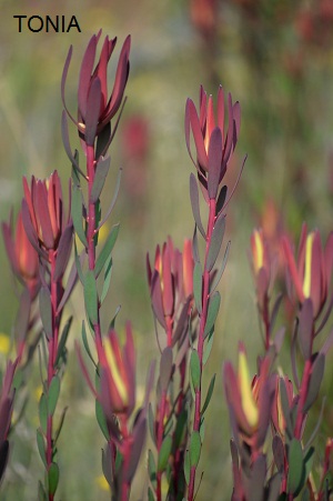 Tonia Leucadendron