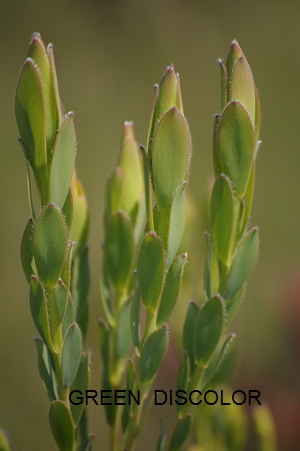 Green Discolor